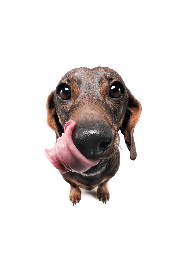 Slow Feeders and Lick Mats: A Healthy Revolution in Pet Care