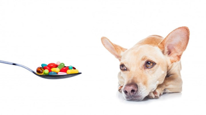 Pet Supplements: Pros and Cons