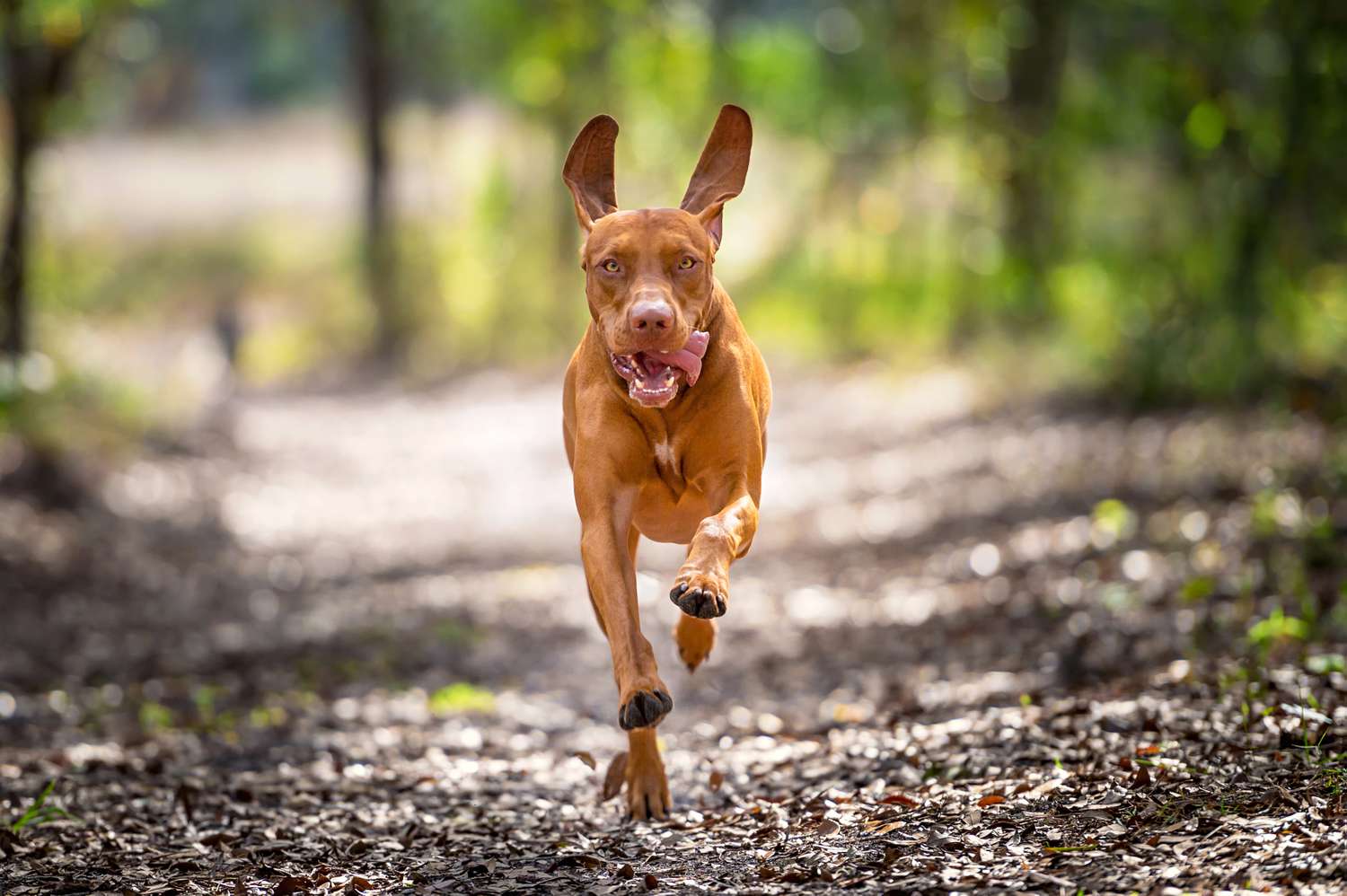 Benefits of a Healthy Diet and Exercise for Your Pet