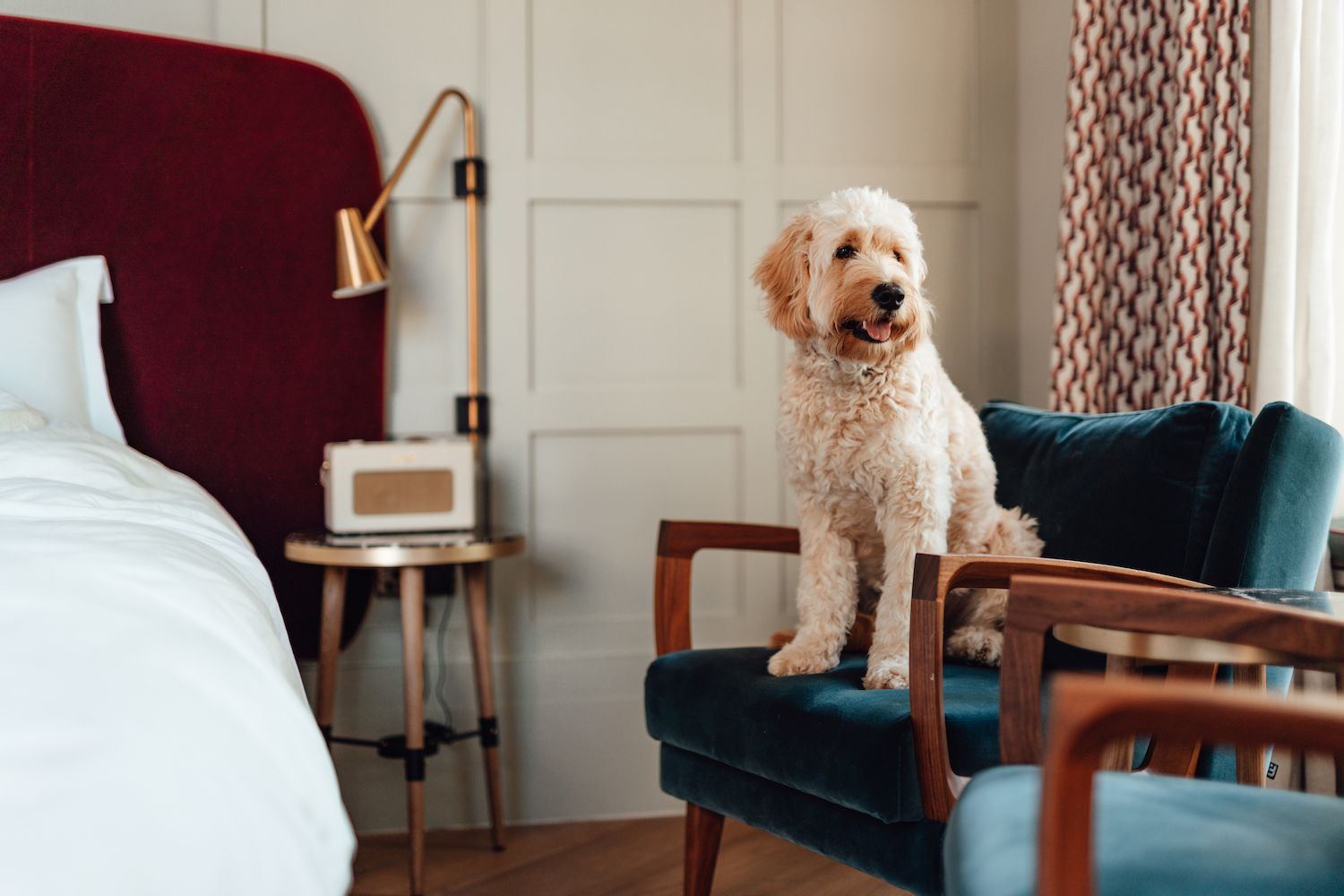Traveling with Your Furry Friend: A Guide to Pet-Friendly Adventures