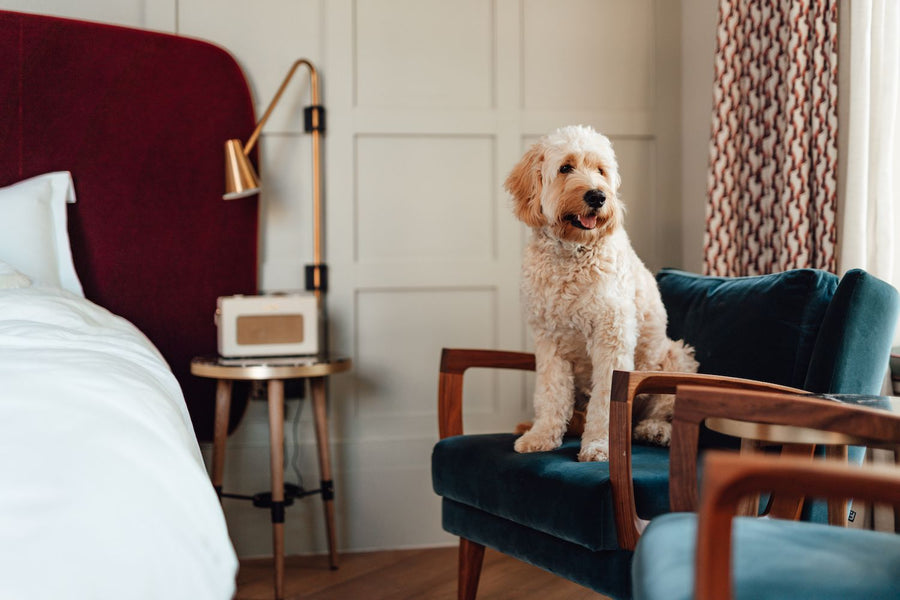 Traveling with Your Furry Friend: A Guide to Pet-Friendly Adventures