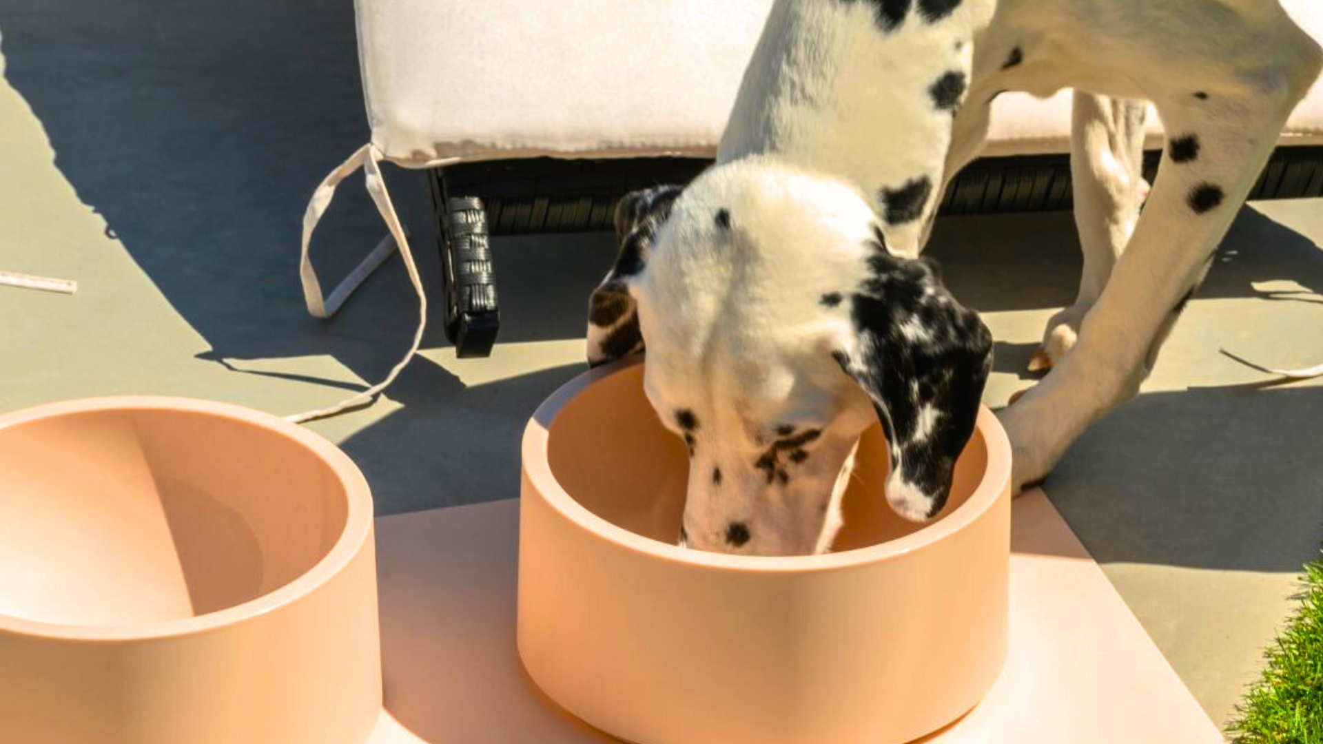 How to Choose the Perfect Pet Bowl for Health, Hygiene & Style
