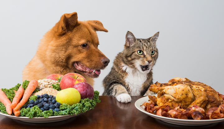 The Rise of Personalized Pet Nutrition: A Tailored Approach to Your Pet's Health