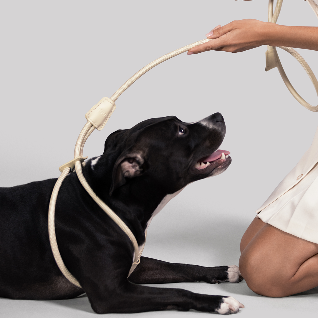 Zoe Harness