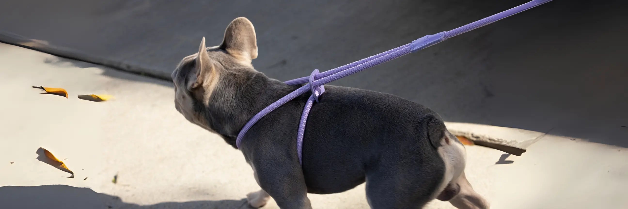 Zoe Walk